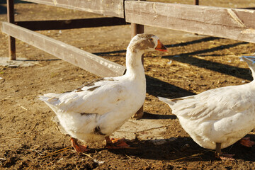 Majestic goose standing proudly in a rustic barnyard at sunset