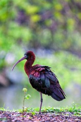 Glossy ibis, Plegadis falcinellus resting on one leg.
