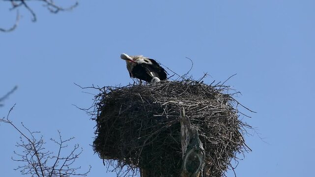 Storch im Nest