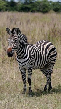 Zebra
