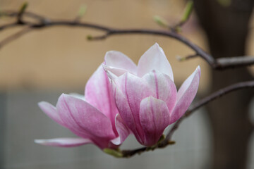 magnolia blossom tree © Kate