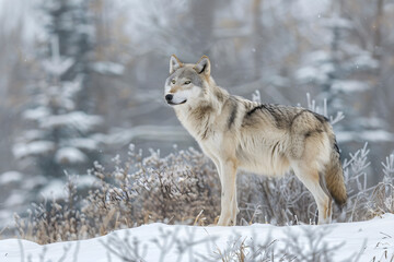 Fototapeta premium Majestic Wolf Standing in a Snowy Wilderness - A Stunning Display of Wild Nature in Winter