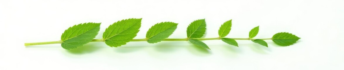 Fototapeta premium Small leafy stem with tiny leaves and veins isolated on white background, closeup, stems, botanical
