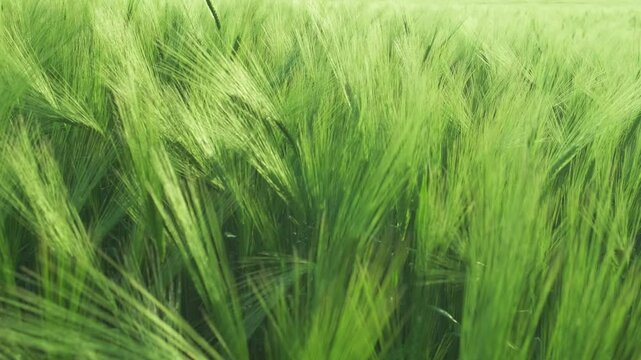 green ears of wheat swaying in wind, close-up, slow motion
