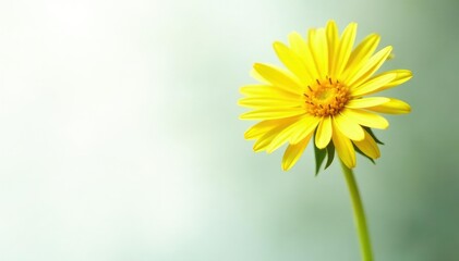 Obraz premium White background with a solitary yellow dandelion seed, nature, plant