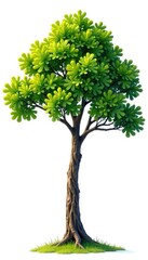 An oak tree branch stretching upwards isolated on white background, oak, natural, branches