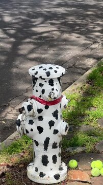 Un Idrante dalmata 