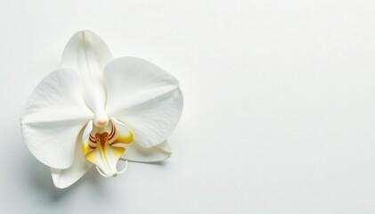 Delicate white orchid blossom on pure white background, fresh, bloom, floral background
