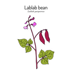 Hyacinth Bean, or Bonavist-bean (Lablab purpureus), edible and medicinal plant. Hand drawn botanical vector illustration