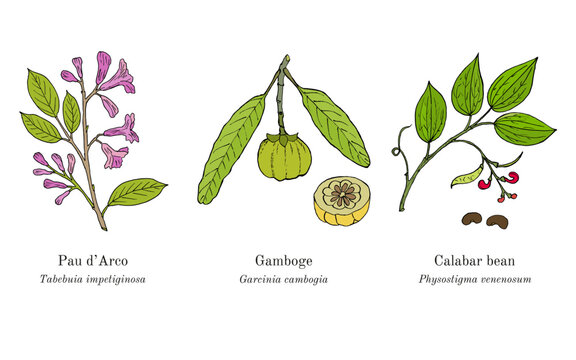 Collection of edible and medicinal plants. Hand drawn botanical vector illustration