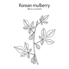 Korean or Chinese mulberry (Morus australis), edible and medicinal plant. Hand drawn botanical vector illustration