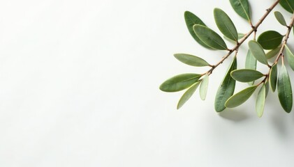 Olive branches stretch towards the top of a plain white surface, highlighting woody texture and subtle hues, simple, leaves, tree