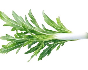 Fototapeta premium Fresh Green Herb for Isolated Studio Shot.