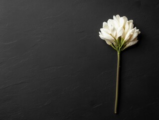 Elegant white flower on dark textured surface.