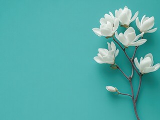 Elegant white flowers on a vibrant teal backdrop.