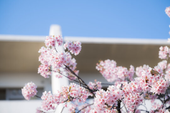 学校の校舎ような建物背景の青空と桜　卒業・入学おめでとう