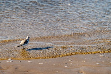 Sanderling walking on the shore at sunset