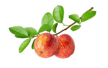 red apple with leaves