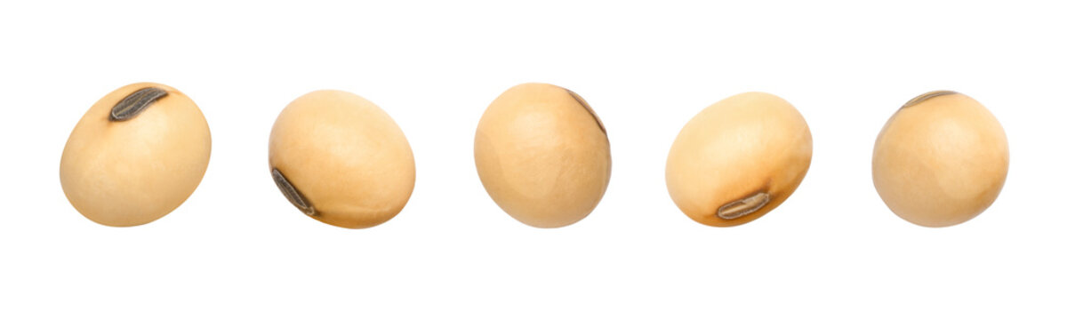 soybeans, soy bean isolated on white background.