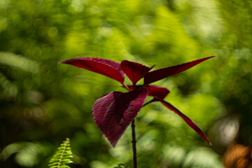 Close-up shot of a red velvet Coleus plant found at Auberge St Aubin, Mauritius