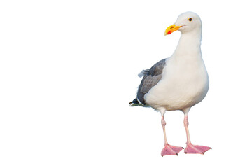 Close-Up View of a Single Seagull Isolated on White Background