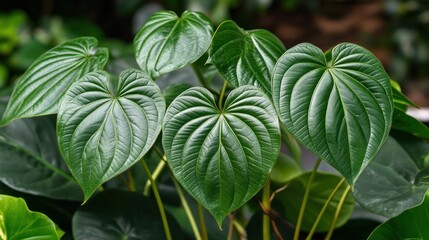 Obraz premium Heart-Shaped Green Leaves: A Close-Up of Peperomia