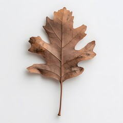 Fototapeta premium Dried oak leaf, autumn, white background, studio shot, nature design