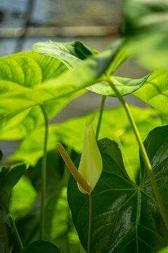 Close up shot of a white anthurium at Domaine St Aubin, Mauritius