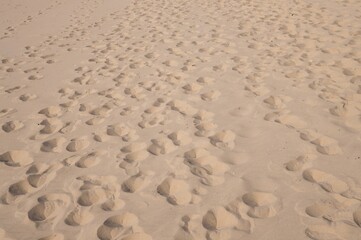 Footprints creating a path on the beach sand