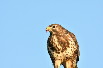 Mäusebussard