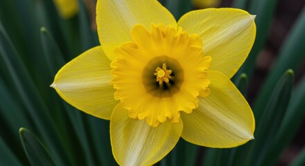 Fototapeta premium Bright yellow daffodil blooming in a garden 