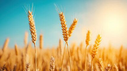 Fototapeta premium Golden wheat fields sway gently under bright blue sky, illuminated by warm glow of sun. scene evokes sense of tranquility and abundance, showcasing nature beauty