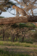 Léopard sur un arbre 