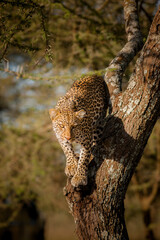 Léopard sur un arbre 