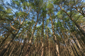 Pine tree trunks and branches.