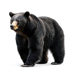 Fototapeta premium Black bear walking forward on white background, can be used for educational or stock photo purposes
