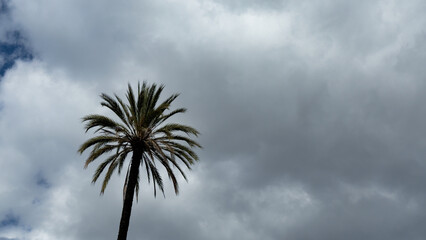 palm tree and sky