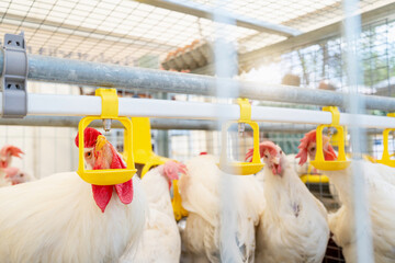 White hen drinking from water dispenser in a cage in a poultry farm.