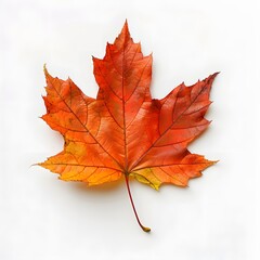 Fototapeta premium Autumn Maple Leaf