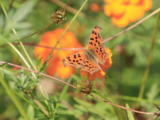 Butterfly on flower