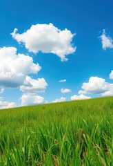 Obraz premium Vibrant green grass under a vast blue sky dotted with fluffy white clouds, clouds, grass