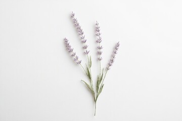 Fototapeta premium Elegant lavender sprigs arranged on a white background, showcasing delicate purple flowers and green leaves.
