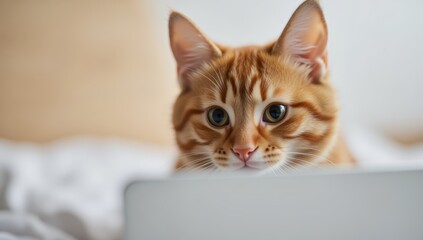 Ginger Cat Peeking From Behind Laptop in Home Office Setting
