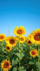 Obraz premium Vibrant yellow sunflowers in a vast field under a clear blue sky, bright, image