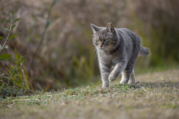 冬模様の自然公園を歩いてるサバトラ柄の野良猫