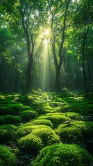 Obraz premium Dense woodland with radiant sunlight beams high resolution picture