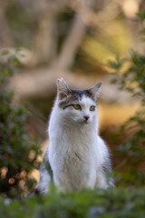 オオカミみたいな顔のキジトラ柄とぶち猫柄の野良猫