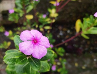 Garden flowering plant - Madagascar periwinkle. Scientific name - Catharanthus roseus.
