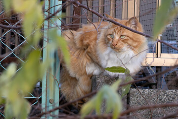 住宅のブロック塀の上で座ってる茶トラ柄の毛が長い野良猫