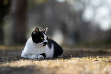 ぽわっとした背景と髭が生えてるみたいな模様のぶち猫柄の野良猫